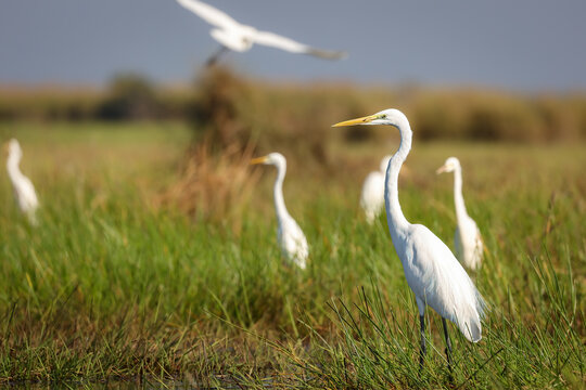 great egrets in grass, thailand