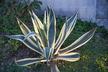 Agave americana var. marginata Plant (Agave Variegata)