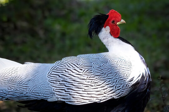 silver pheasant, thailand