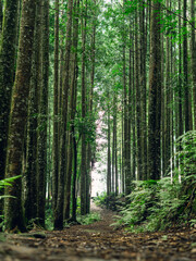 Forest walkway through lush vegetation, symbolizing peace, mindfulness, and nature