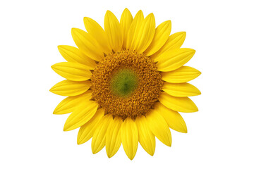 Fototapeta premium Isolated vibrant yellow sunflower bloom on transparent background