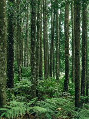 Peaceful forest interior with lush green foliage for travel, hiking, and outdoor