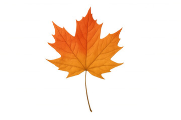 Fototapeta premium Maple leaf displaying vibrant orange and yellow fall colors, isolated on transparent background
