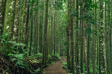 Scenic green forest with hiking path, perfect for nature, outdoor travel, and adventure vibes.