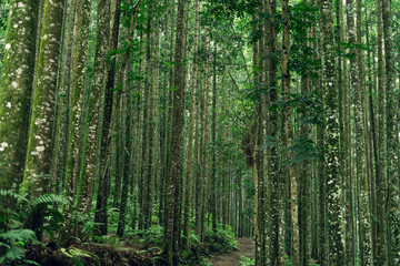 Green forest with tall trees and path, perfect for eco branding, nature, and outdoor lifestyle images.