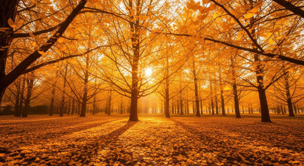 Fototapeta premium Golden Forest Sunshine Autumn Scenery