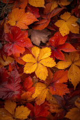 Fototapeta premium Dry autumn maple leaves gathered in peaceful closeup autumn season aesthetic wallpaper and background