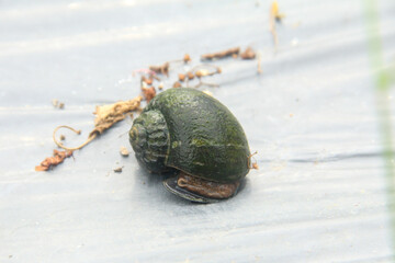 Pila ampullacea linnaeus or rice field snail, a species of snail that lives in watery and muddy areas, rice field snails on dry wood in a pond