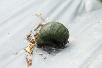 Pila ampullacea linnaeus or rice field snail, a species of snail that lives in watery and muddy areas, rice field snails on dry wood in a pond
