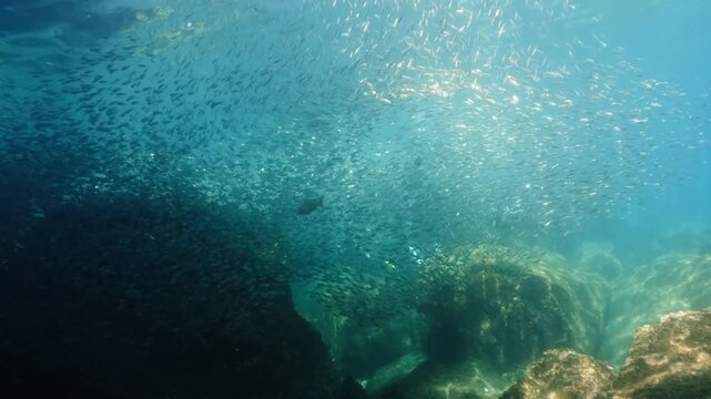 a school of sardines shimmering brilliantly under sunlight, moving gracefully together in slow motion. The silver fish reflect dazzling light as they swim through clear blue ocean water