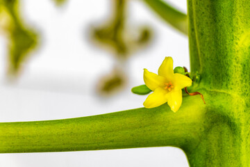Papaya tree with leaves flowers fruits and stem  Phuket Thailand.