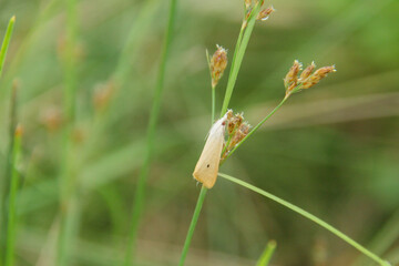Scirpophaga incertulas or rice stalk borer, animal that belongs to the crambidae, animals become pests in rice plants
