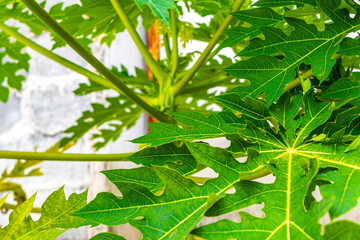 Papaya tree with leaves flowers fruits and stem  Phuket Thailand.