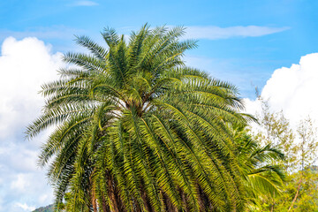 Tropical Palms Palm trees in the sky with sunshine Thailand.