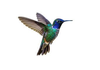 Obraz premium Hummingbird in flight with vibrant blue and green plumage isolated on transparent png