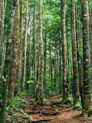 Natural forest pathway with sunlight filtering through, symbolizing purity, peace, and adventure.