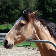 Portrait of a light brown tan colored horse