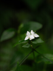 静かに咲く白い花
