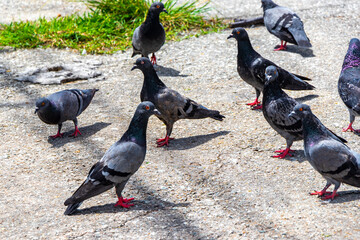 Pigeon pigeons bird birds searching for food on the street.
