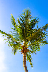 Tropical Palms Palm trees in the sky with sunshine Thailand.
