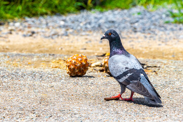 Pigeon pigeons bird birds searching for food on the street.