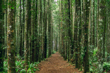 Dense tropical forest path, ideal for eco tourism, nature and outdoor travel ideas.