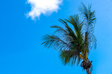 Tropical Palms Palm trees in the sky with sunshine Thailand.