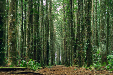 Serene woodland path through lush trees, ideal for outdoor travel and peaceful nature moments.
