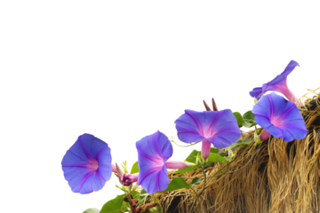 Close-up of purple morning glory flowers blooming and growing on rice straw isolated on transparent background png file.