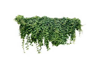 Close-up of a large number of growing green vines isolated on a transparent background png file.