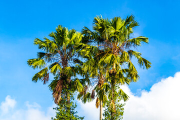 Tropical Palms Palm trees in the sky with sunshine Thailand.