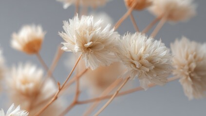Obraz premium Close-Up of Delicate Fluffy Dried Flowers Against a Soft Gray Background, Creating an Ethereal Dreamy Atmosphere with Serene Soft Lighting