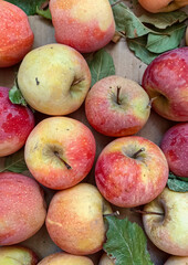 top view of a harvest of large apples
