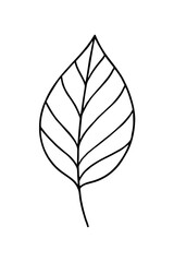 leaf vector illustration