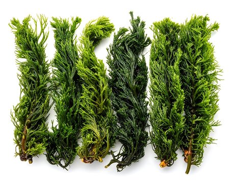 Fresh Green Willow Moss for Aquarium Decoration on White Background.