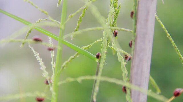 Ladybugs or ladybirds are small beetles that form the family Coccinellidae, ladybugs that are found in green grass in the morning