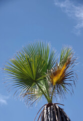 Top of a California Fan Palm