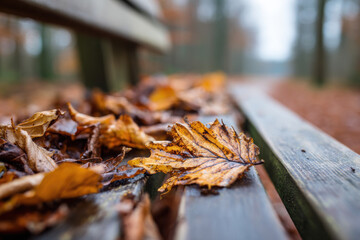 Golden autumn leaves covering a wooden bench in the forest