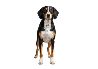 A beautiful Bernese Mountain Dog stands attentively isolated on transparent png
