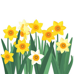 Vibrant Yellow and White Daffodils with Green Leaves on White Background Stock Vector Illustration