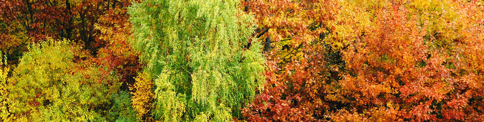 Autumn foliage of trees as a background