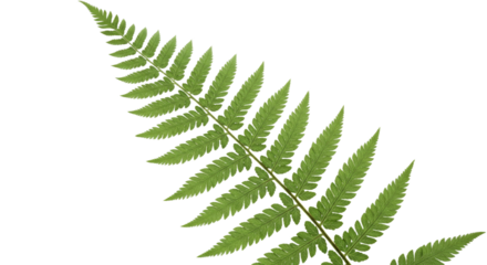 A single green fern frond detailed close up on a white background.