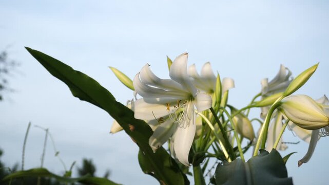 Close up of the Crinum Lily Crinum latifolium blossoms and leaves swaying in a realistic motion video with sky background