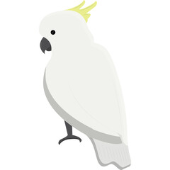 A White Cockatoo Bird With A Yellow Crest Stands On A White Transparent Background