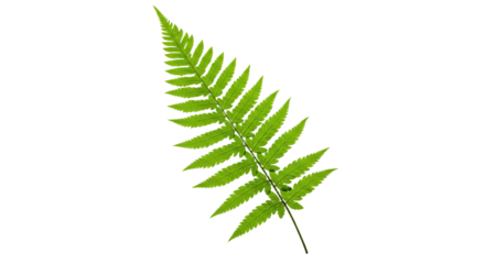 A vibrant green fern frond isolated on a white background 2.
