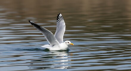 Seagull taking flight over water (1)