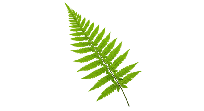 A vibrant green fern frond isolated on a white background 2.