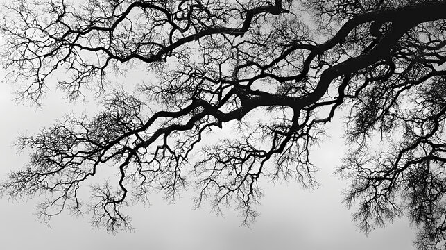 A dramatic black and white image showcasing the intricate branches of a tree against a cloudy sky. The branches twist and turn, creating a stark and beautiful pattern