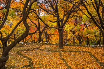 Beautiful autumn landscape with colorful trees in the mountains valley of skardu, gilgit baltistan, Pakistan