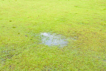 Grass Died becauseYard Drainage Problems and Waterlogged lawns.